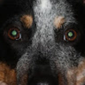 Meet your Posher, Tj